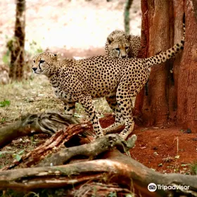 Nairobi Safari Walk