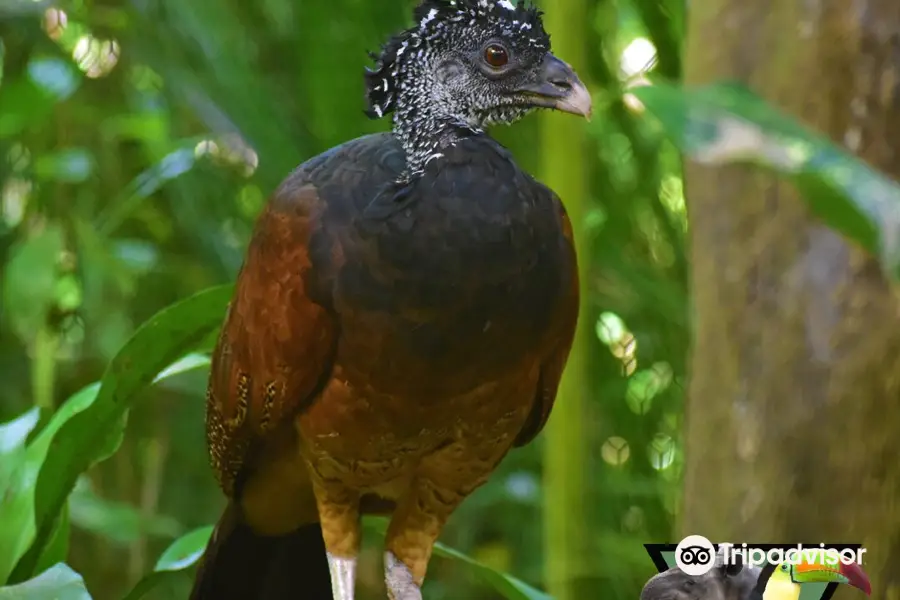 The Belize Zoo