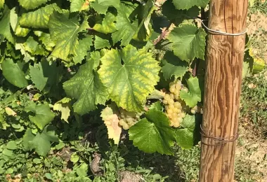 Domaine Sylvain Dussort 熱門景點照片