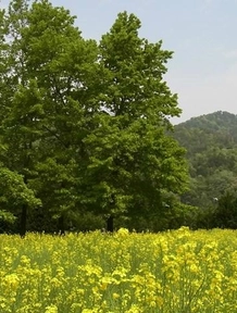 松茸を存分に楽しめるコース Trip Com 丹波篠山の旅のブログ