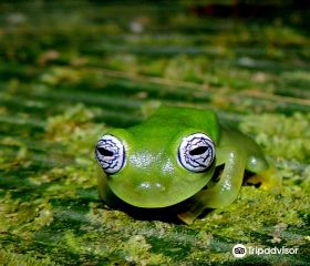 Frogs Heaven