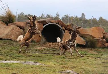 塔斯馬尼亞動物園 熱門景點照片