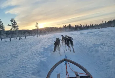 Wild Motion Siberian Huskies รูปภาพAttractionsยอดนิยม