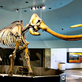 La Brea Tar Pits & Museum