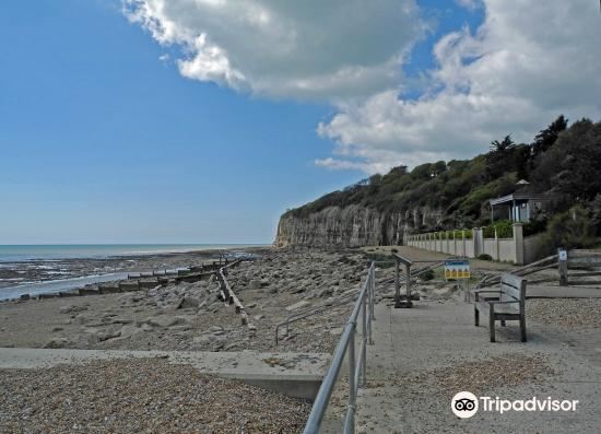 are dogs allowed on pett level beach