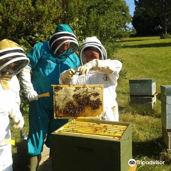13 Bees Beekeeping Taster Sessions3