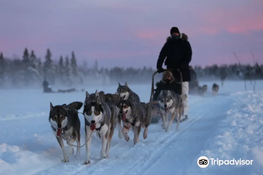 Tundra Huskies