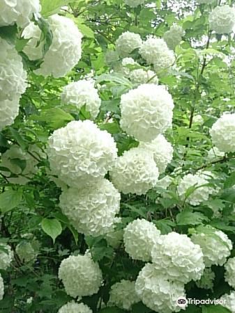 軽井沢 軽井沢町植物園 評判 案内 トリップドットコム 軽井沢 軽井沢町植物園 評判 案内 トリップドットコム
