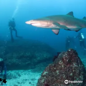 Scuba Shane Diving