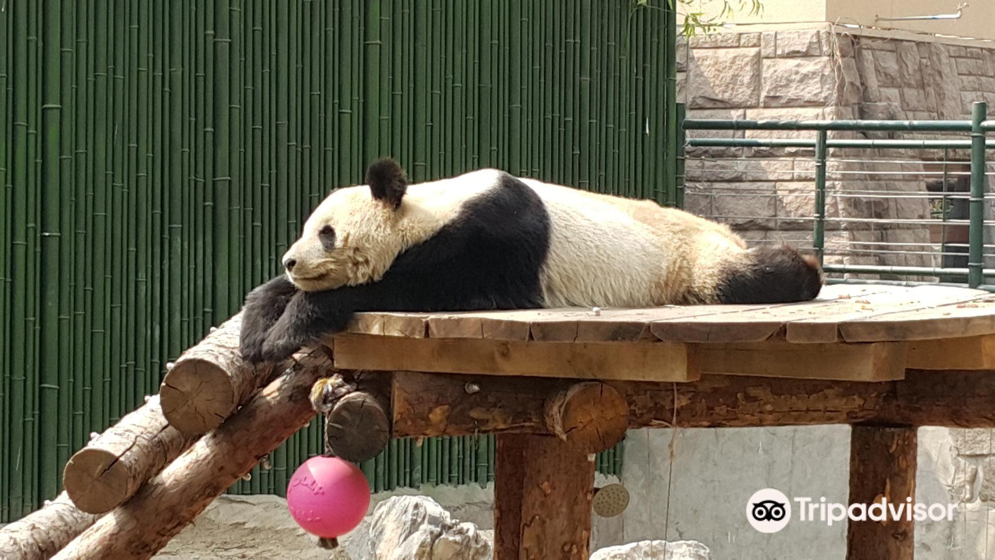 Endangered Animals Center of Beijing attraction reviews - Endangered Animals Center of Beijing tickets - Endangered Animals Center of Beijing discounts - Endangered Animals Center of Beijing transportation, address, opening hours - Endangered Animals Center of Beijing attraction reviews - Endangered Animals Center of Beijing tickets - Endangered Animals Center of Beijing discounts - Endangered Animals Center of Beijing transportation, address, opening hours -