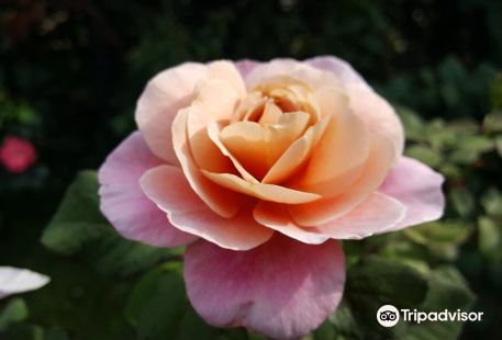 James P Kelleher Rose Garden