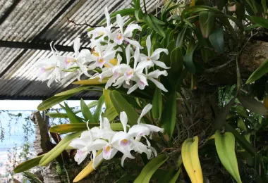 Pregetter's Orchid Garden รูปภาพAttractionsยอดนิยม