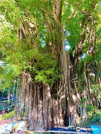 Old Enchanted Balete Tree travel guidebook –must visit attractions in Siquijor – Old Enchanted Balete Tree nearby recommendation – Trip.com Old Enchanted Balete Tree travel guidebook –must visit attractions in Siquijor – Old Enchanted Balete Tree nearby recommendation – Trip.com