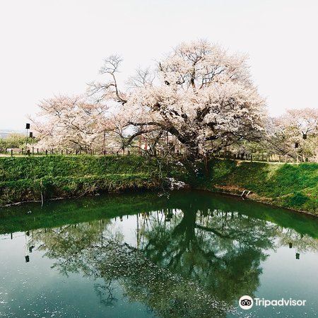 久留米 浅井の一本桜 評判 案内 トリップドットコム