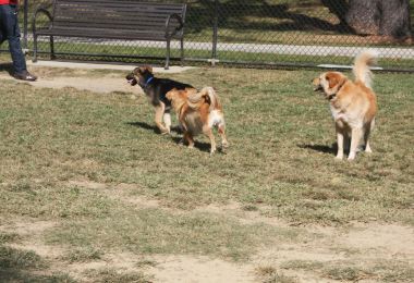 Raising Cane's Dog Park Popular Attractions Photos
