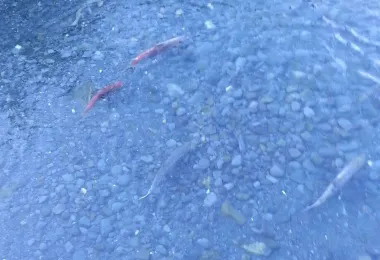 Williwaw Lake Trail 명소 인기 사진