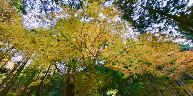 22秦野市熱門推薦活動 秦野市旅遊攻略 秦野市人氣推介景點門票 酒店 好去處 餐飲及餐廳 Trip Com