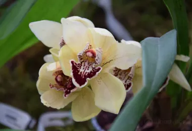 Orchids Museum รูปภาพAttractionsยอดนิยม