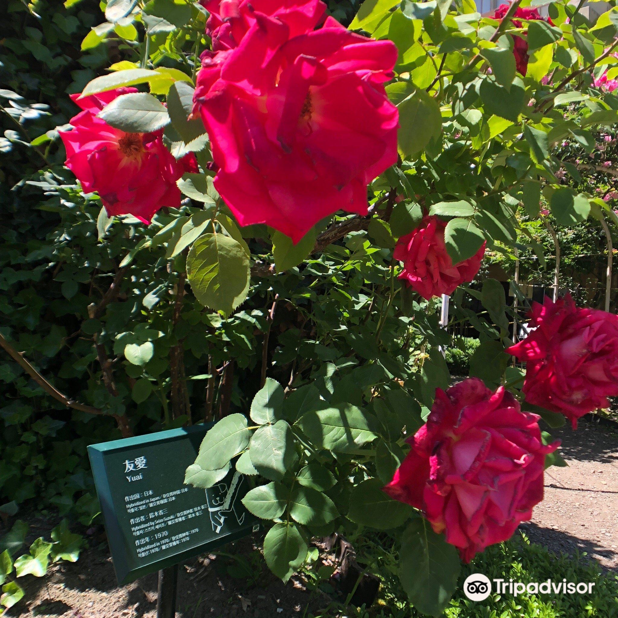 大館 石田ローズガーデン 評判 案内 トリップドットコム