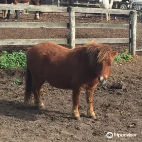 Allen Smallacombe Trail Rides