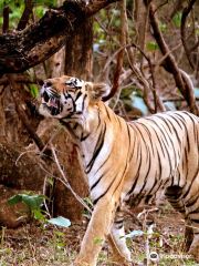 Tadoba-Andhari Tiger Reserve