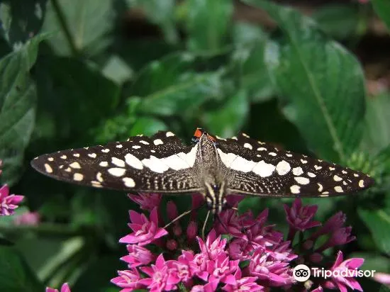 ムラカ Butterfly And Reptile Sanctuary 評判 案内 トリップドットコム