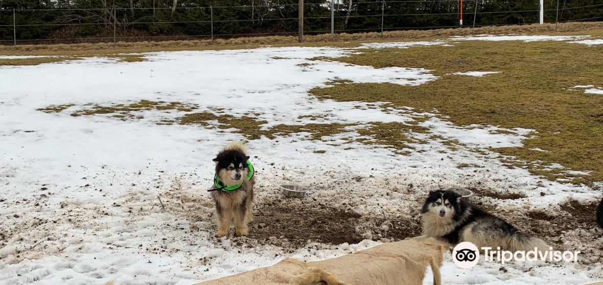 Husky Veste Cloudy Day