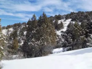 Zaamin National Park