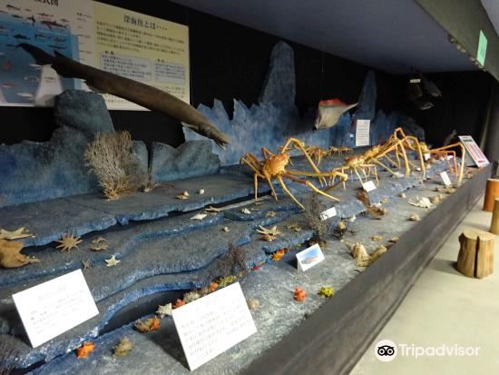 駿河灣深海生物館景點評價 駿河灣深海生物館門票 駿河灣深海生物館優惠 駿河灣深海生物館交通 地址 開放時間 駿河灣深海生物館 附近景點 酒店及美食 Trip Com