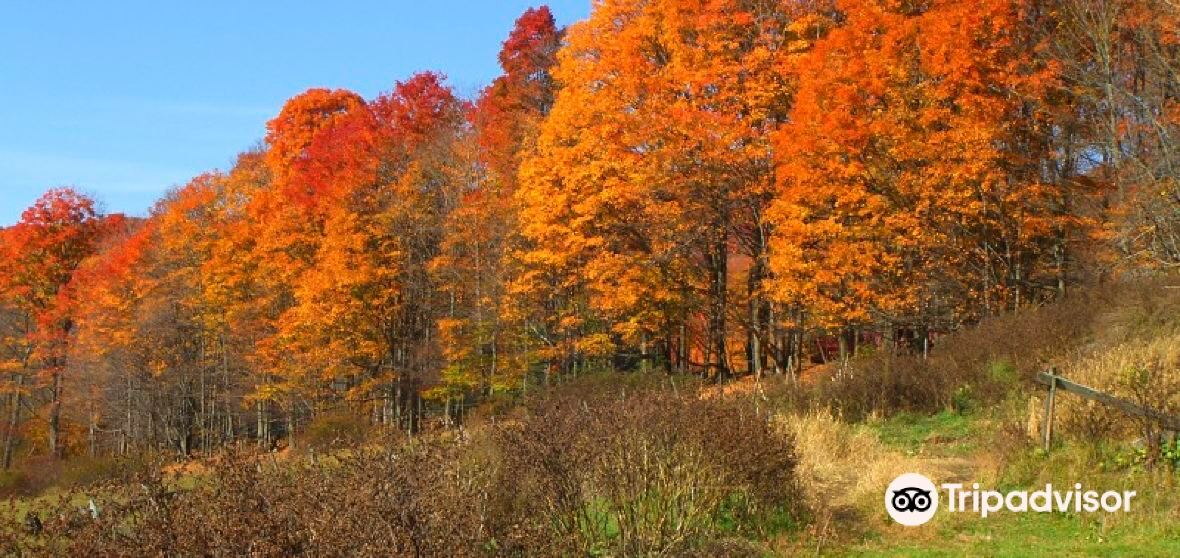 Pomfret Travel Guide 2023 Things to Do, What To Eat & Tips