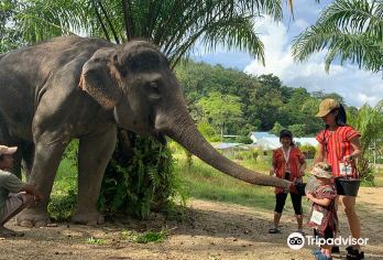 Elephant Care Park Phuket Popular Attractions Photos