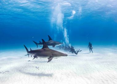 Bimini