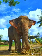 Lanna Kingdom Elephant Sanctuary