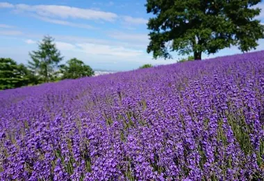 Horomitoge Lavender Garden รูปภาพAttractionsยอดนิยม