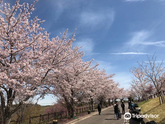 成田 成田市さくらの山 評判 案内 トリップドットコム