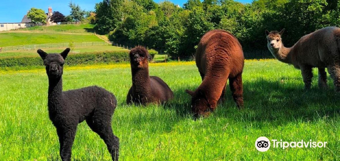 Pitminster Travel Guide 2023 Things to Do, What To Eat & Tips