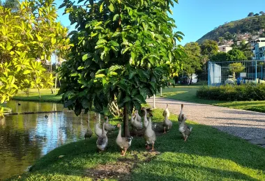 Parque Municipal Horto de Maruipe รูปภาพAttractionsยอดนิยม