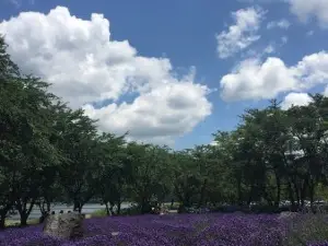 Lake Kawaguchi Herb Festival