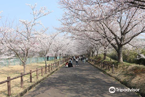 成田 成田市さくらの山 評判 案内 トリップドットコム