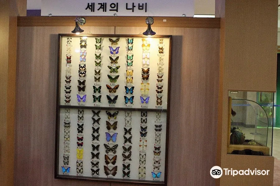 함평 엑스포 공원 - 나비곤충표본 전시관