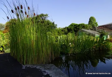 Botanischer Garten des KIT รูปภาพAttractionsยอดนิยม