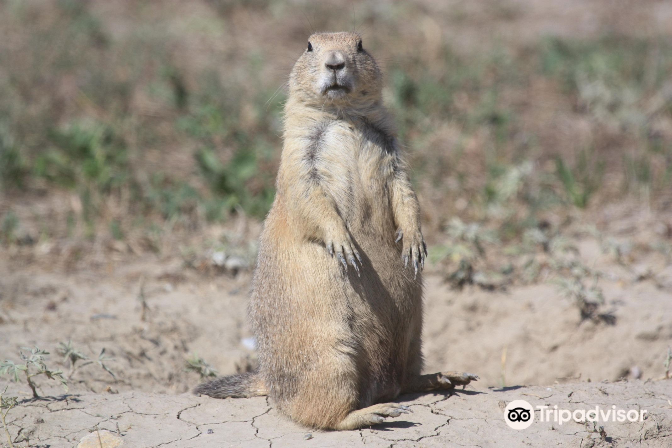 what states are prairie dogs illegal in