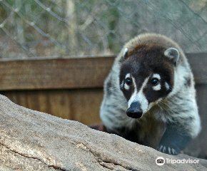 Capital of Texas Zoo attraction reviews - Capital of Texas Zoo tickets - Capital of Texas Zoo discounts - Capital of Texas Zoo transportation, address, opening hours - attractions, hotels, and food Capital of Texas Zoo attraction reviews - Capital of Texas Zoo tickets - Capital of Texas Zoo discounts - Capital of Texas Zoo transportation, address, opening hours - attractions, hotels, and food