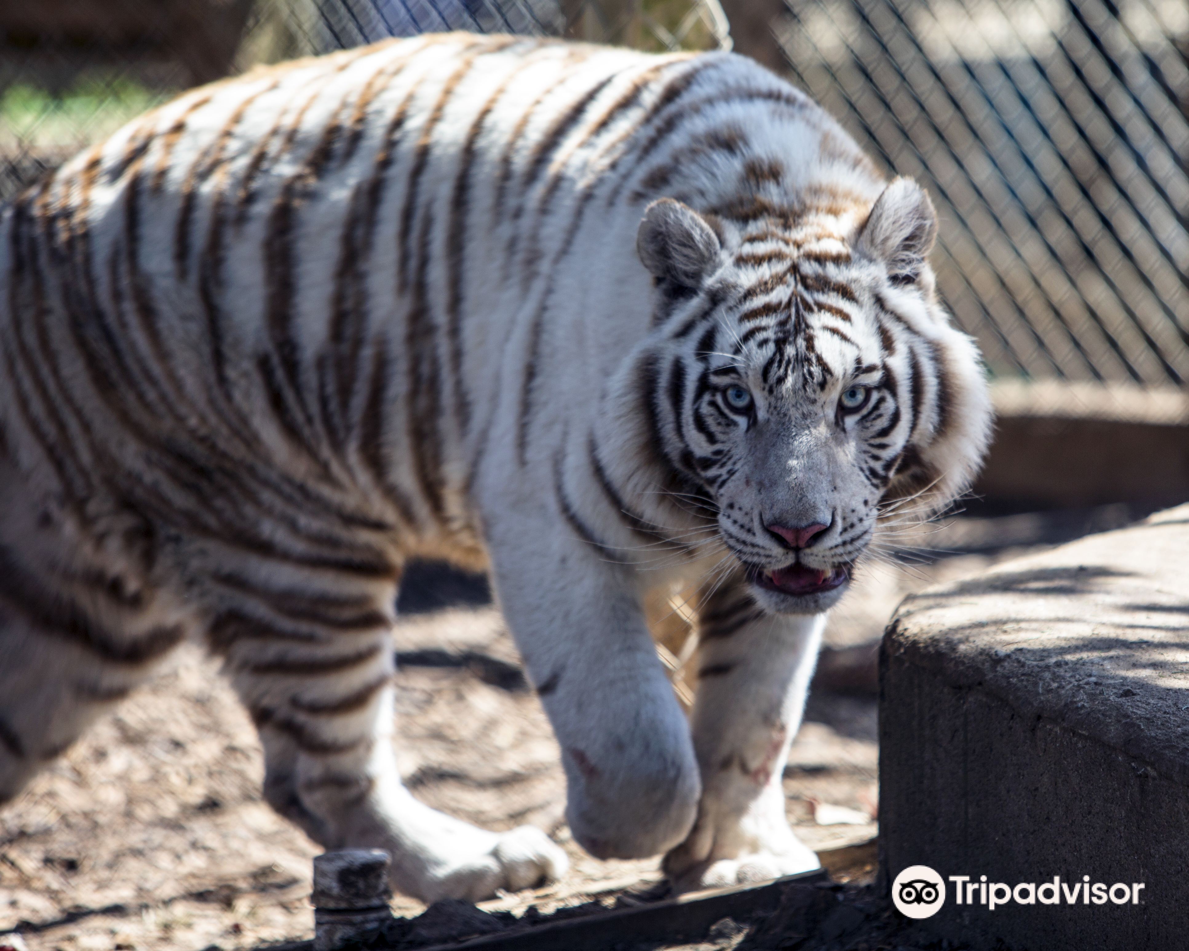 Plumpton Park Zoo attraction reviews - Plumpton Park Zoo ...