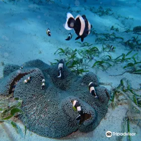 Palaka Siargao Dive Center