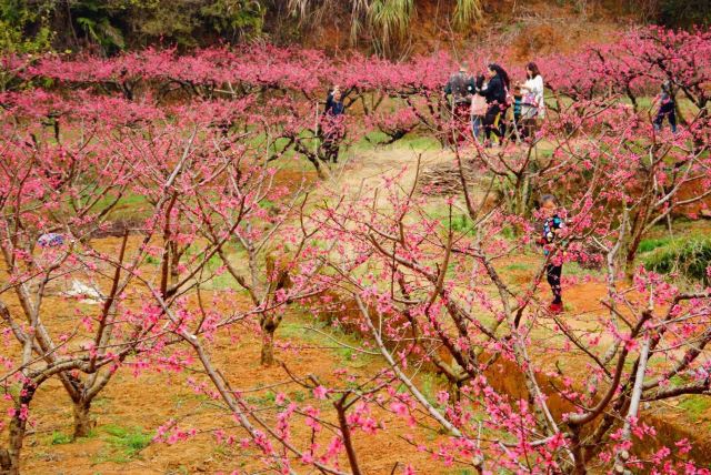 March Lianping peach blossom travel notes and guides – Trip.com travel ...