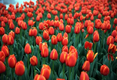 Amsterdam Tulip Museum รูปภาพAttractionsยอดนิยม