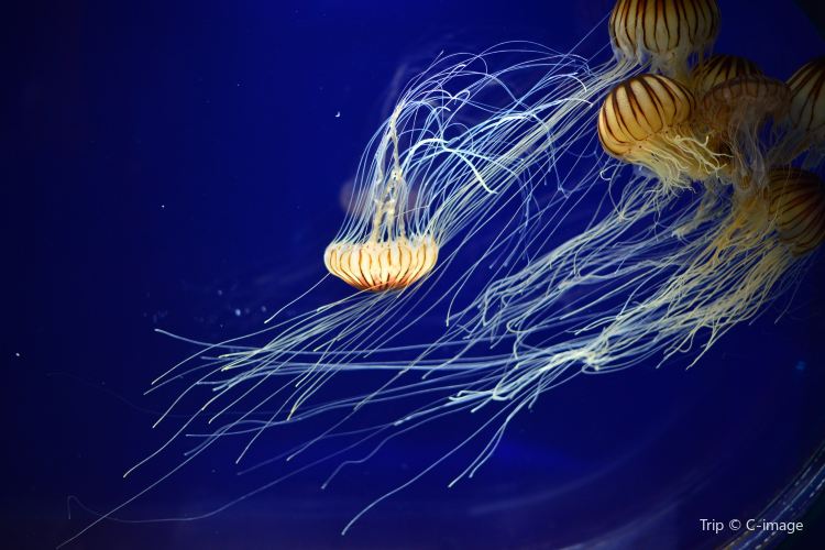 神戸 神戸市立須磨海浜水族園 評判 案内 トリップドットコム 神戸 神戸市立須磨海浜水族園 評判 案内 トリップドットコム