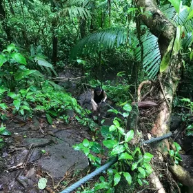 Cerro Chato (Chato Volcano)