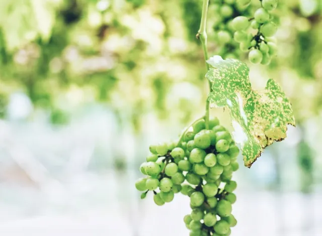 Taman Pertanian Malaysia Travel Guidebook Must Visit Attractions In Kuala Lumpur Taman Pertanian Malaysia Nearby Recommendation Trip Com